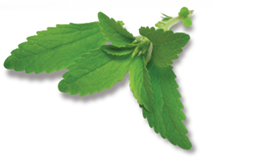MBT Stevia leaf image